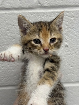 Shelter Stray Female Cat last seen Near Spellman rd, 21225, MD, 301 Stockholm St, Baltimore, MD 21230, USA