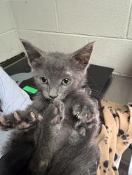 Shelter Stray Male Cat last seen Cupboard Dr., Knox County GP, TN, 3201 Division St, Knoxville, TN 37919, USA