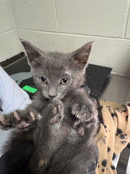 Shelter Stray Male Cat last seen Cupboard Dr., Knox County GP, TN, 3201 Division St, Knoxville, TN 37919, USA