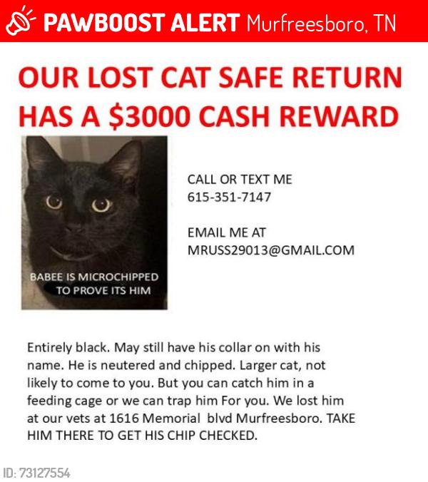 Lost Male Cat last seen EVENTIDE DRIVE, Murfreesboro, TN 37129