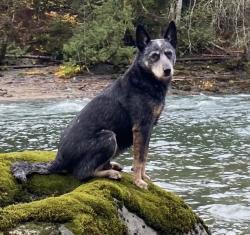 Reunited Male Dog last seen Hood Ave, Sisters, OR 97759