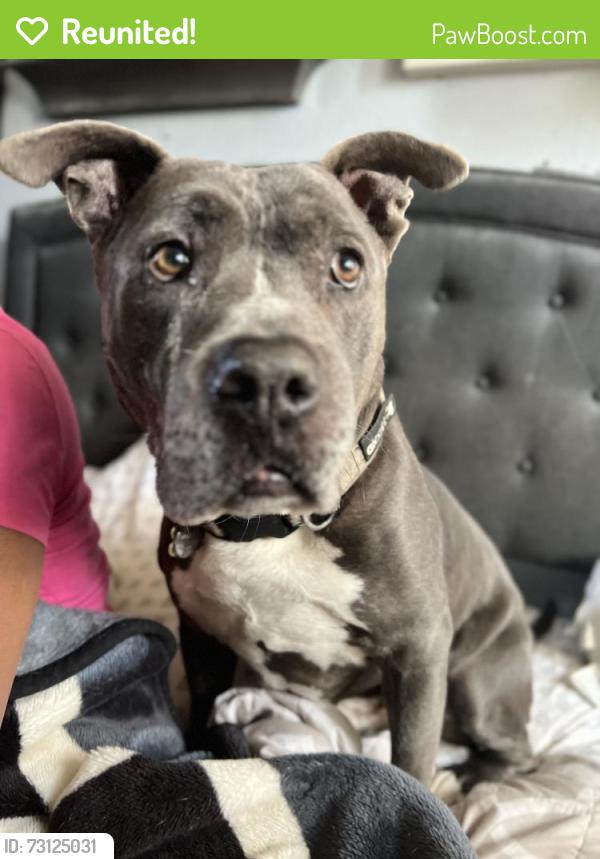 Reunited Male Dog last seen 103/Central, Los Angeles, CA 90002