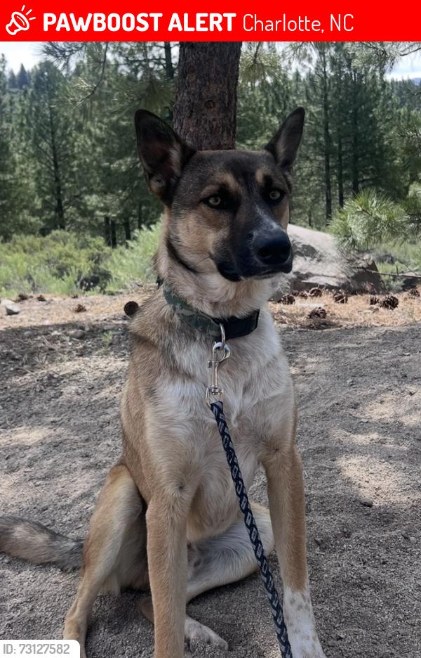Lost Male Dog last seen Brookshire Blvd, i485, Charlotte, NC 28214