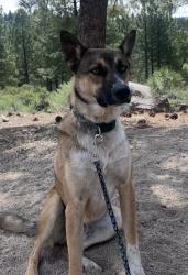 Lost Male Dog last seen Brookshire Blvd, i485, Charlotte, NC 28214