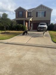 Found/Stray Unknown Dog last seen Magnolia Ridge, Magnolia, TX 77354