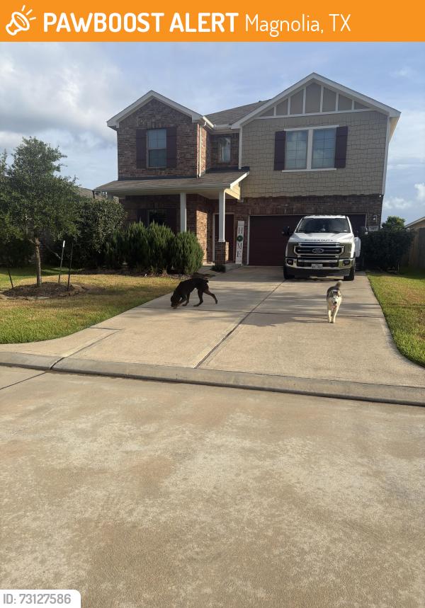 Found/Stray Unknown Dog last seen Magnolia Ridge, Magnolia, TX 77354