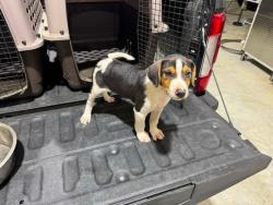 Found/Stray Male Cat last seen Glenwood Springs Drive and Colonel Glenn, Saline County, AR 72210