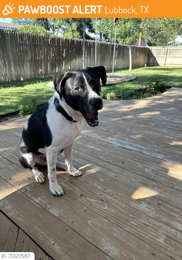 Found/Stray Male Dog last seen Indiana, Lubbock, TX 79413