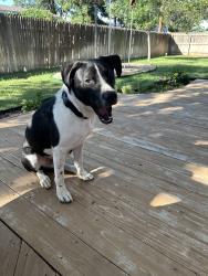 Found/Stray Male Dog last seen Indiana, Lubbock, TX 79413