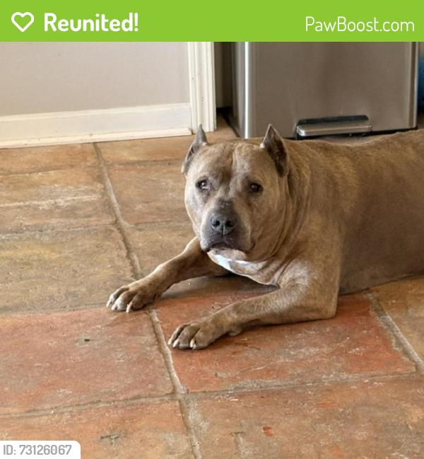 Reunited Female Dog last seen NorPoint Way NE, Tacoma, WA 98023