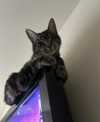 Lost Female Cat last seen trimble road, Edgewood, MD 21040