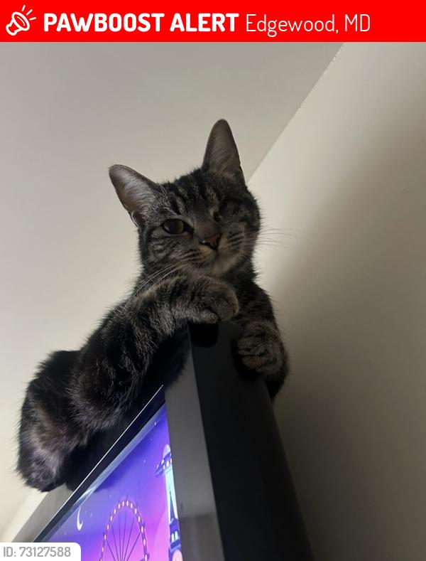 Lost Female Cat last seen trimble road, Edgewood, MD 21040