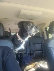 Lost Female Dog last seen Galbraith Rd, Cincinnati, OH 45239