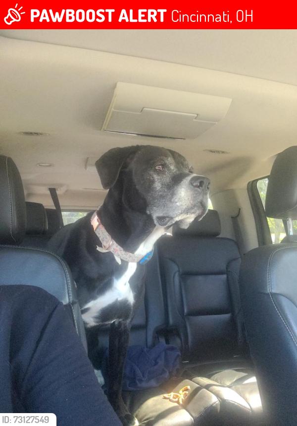 Lost Female Dog last seen Galbraith Rd, Cincinnati, OH 45239