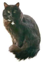 Reunited Male Cat last seen 11th Ave Sw & SW Barton St, Seattle, WA 98106