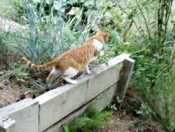 Found/Stray Unknown Cat last seen 11th and Michelbook, McMinnville, OR 97128