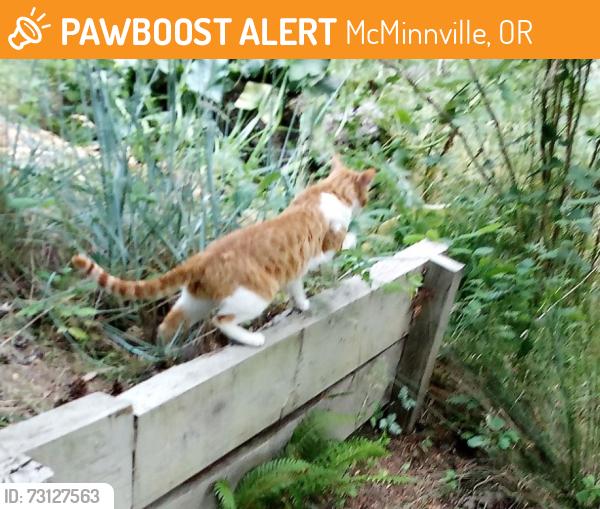 Found/Stray Unknown Cat last seen 11th and Michelbook, McMinnville, OR 97128