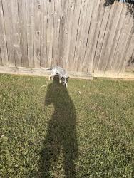 Found/Stray Female Dog last seen Tammany drive, Shreveport, LA 71107
