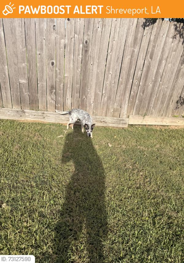 Found/Stray Female Dog last seen Tammany drive, Shreveport, LA 71107