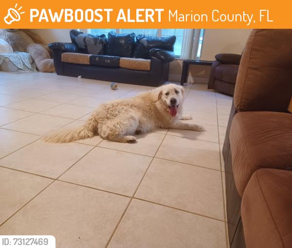Found/Stray Male Dog last seen Near and 225A, Marion County, FL 32686