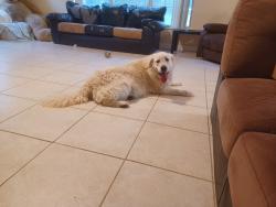 Found/Stray Male Dog last seen Near and 225A, Marion County, FL 32686