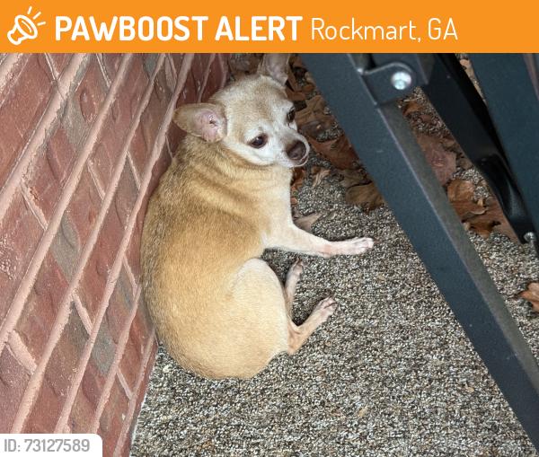 Found/Stray Unknown Dog last seen Johnson rd., Rockmart, GA 30153