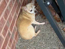 Found/Stray Unknown Dog last seen Johnson rd., Rockmart, GA 30153