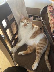 Reunited Male Cat last seen Dale and Ball Rd, Anaheim, CA 92804