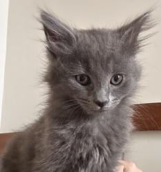 Shelter Stray Female Cat last seen Chestnut Street, LIVERMORE, CA, 94551, 8323 Baldwin St, Oakland, CA 94621, USA