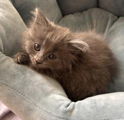 Shelter Stray Female Cat last seen Chestnut Street, LIVERMORE, CA, 94551, 8323 Baldwin St, Oakland, CA 94621, USA