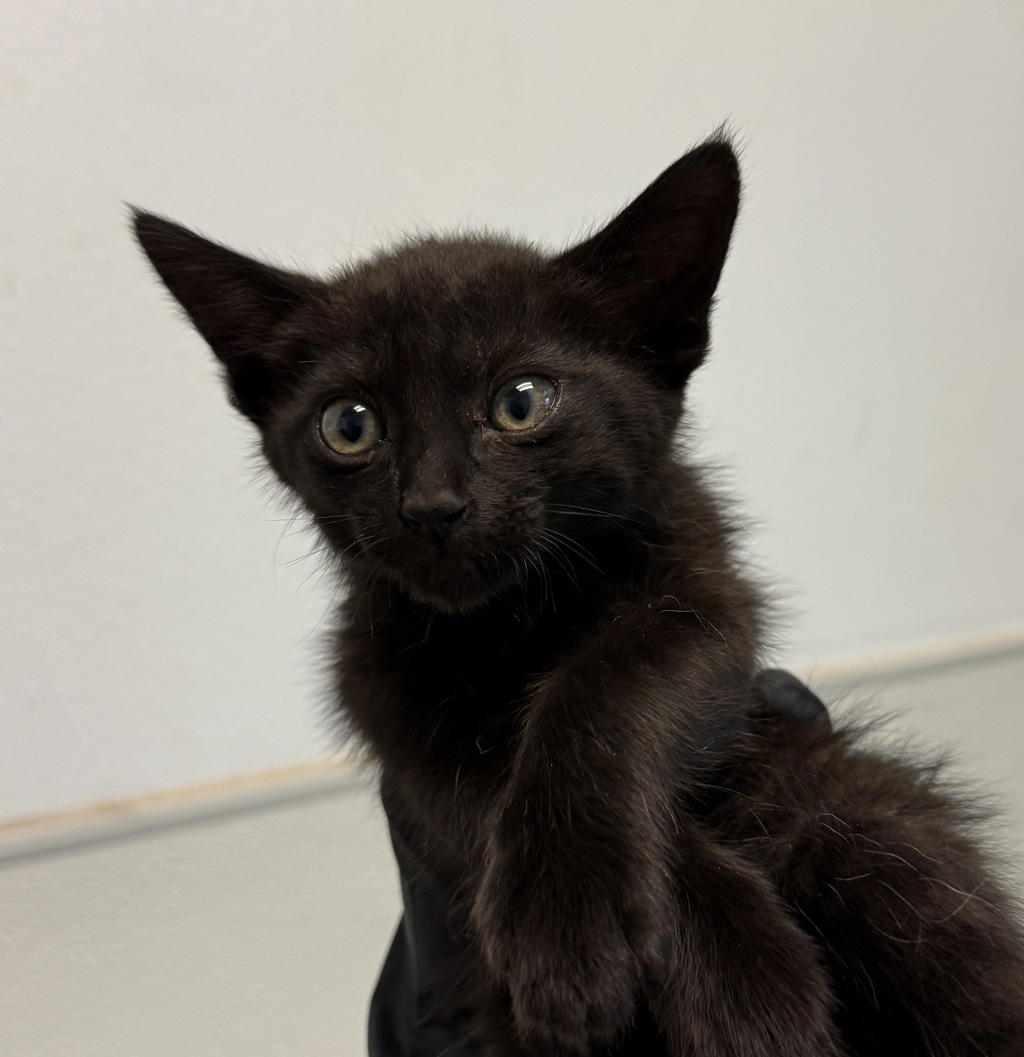 Shelter Stray Female Cat last seen Near Logan Avenue, San Diego, CA, 92113, 5500 Gaines St, San Diego, CA 92110, USA