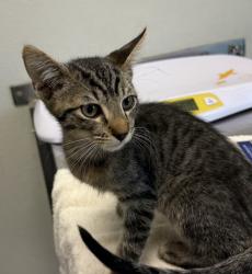 Shelter Stray Male Cat last seen Near Central Place, San Diego, CA, 92105, 5500 Gaines St, San Diego, CA 92110, USA