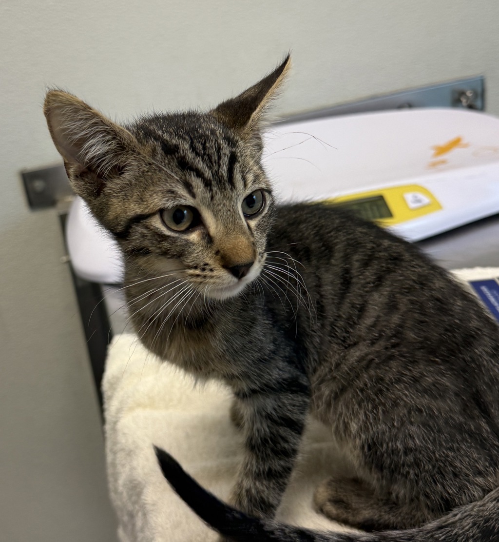 Shelter Stray Male Cat last seen Near Central Place, San Diego, CA, 92105, 5500 Gaines St, San Diego, CA 92110, USA