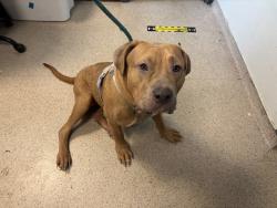 Shelter Stray Female Dog last seen Tied to a bench in Central Park, NEW YORK, NY, 10029, 326 E 110th St, New York, NY 10029, USA