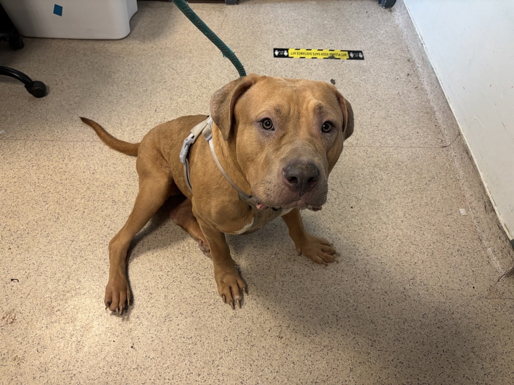 Shelter Stray Female Dog last seen Tied to a bench in Central Park, NEW YORK, NY, 10029, 326 E 110th St, New York, NY 10029, USA