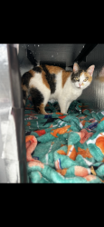 Reunited Female Cat last seen moonridge dr, Cincinnati, OH 45248