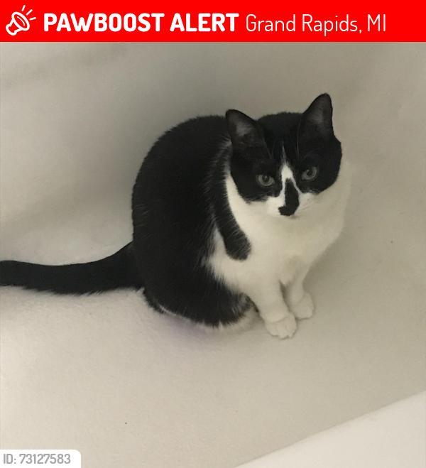 Lost Female Cat last seen Lafayette & Hall, Lafayette & Highland, Grand Rapids, MI 49507