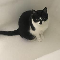 Lost Female Cat last seen Lafayette & Hall, Lafayette & Highland, Grand Rapids, MI 49507