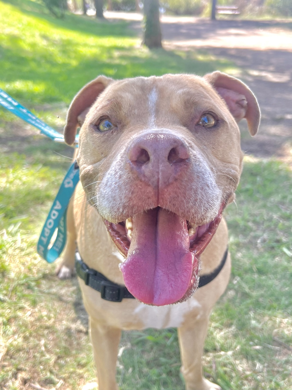 Shelter Stray Male Dog last seen Melrose Drive, Oceanside, CA, 92057, Oceanside, CA 92058, USA
