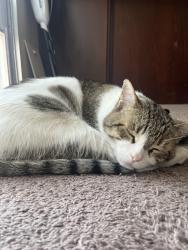 Reunited Male Cat last seen Tropicana and buffalo, Spring Valley, NV 89147