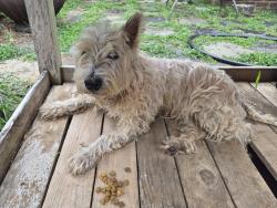 Found/Stray Unknown Dog last seen Drewsbury Rd., Greensboro, NC 27455