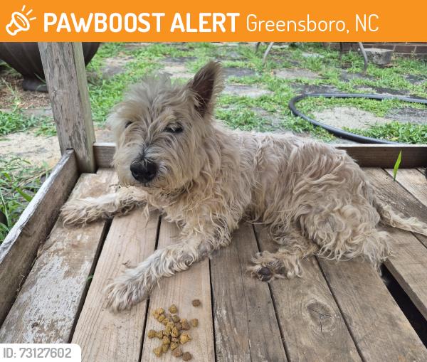 Found/Stray Unknown Dog last seen Drewsbury Rd., Greensboro, NC 27455