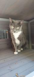 Lost Female Cat last seen North avenue providence road Baltimore pike, Springfield, PA 19064