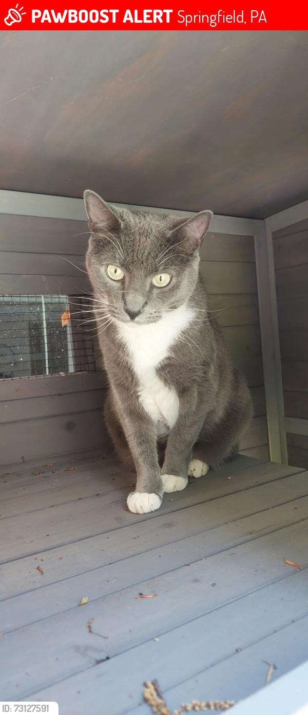 Lost Female Cat last seen North avenue providence road Baltimore pike, Springfield, PA 19064