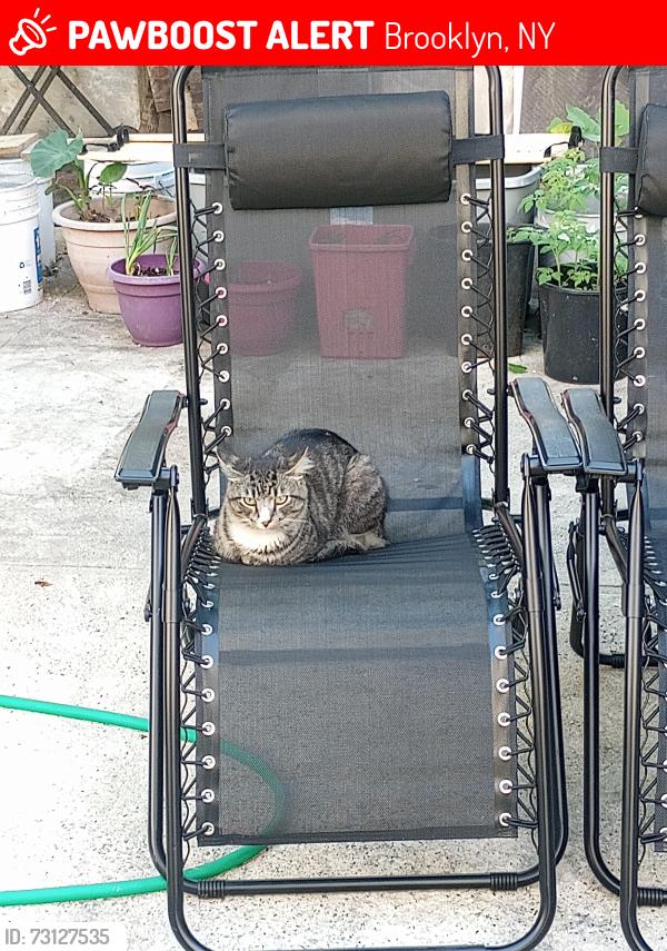 Lost Male Cat last seen Last seen at 387 Bradford St , Brooklyn, NY 11207