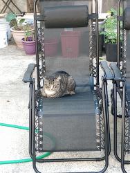 Lost Male Cat last seen Last seen at 387 Bradford St , Brooklyn, NY 11207