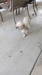 Found/Stray Male Dog last seen Palm and 7th Ave Hacienda Heights, Hacienda Heights, CA 91745