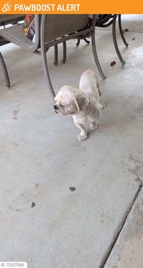 Found/Stray Male Dog last seen Palm and 7th Ave Hacienda Heights, Hacienda Heights, CA 91745
