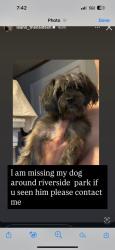 Lost Male Dog last seen Riverside, Buffalo, NY 14207