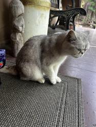 Reunited Unknown Cat last seen Elm St, Menlo Park, CA 94025
